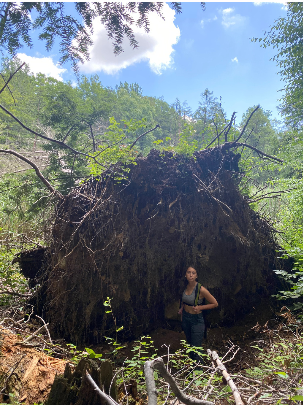 Amazing moment to find a tree this large toppled (My Wife Pictured)